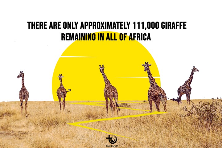 World Giraffe Day; everyone needs to Stand Tall to Save giraffes